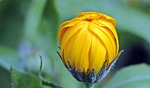 marigold calendula bud flower yellow beautiful flowers petals stock photo