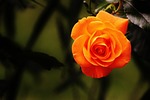 rose flower wallpaper background orange petals flora blossom stock photo