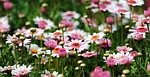 marguerite flower wallpaper flowers beautiful field buds background stock photo