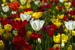 tulips flowers colorful tulip bloom blossom flora flower stock photo