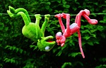 hang out plush toys kermit the pink panther stock photo