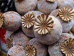 poppy capsules plant seed pods decoration stock photo