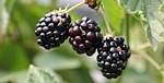 blackberries bramble berries fresh harvest produce organic close stock photo