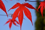 blood maple leaf red tree leaves nature coloured stock photo