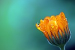 marigold flower dewdrops water droplets wallpaper pot petals stock photo