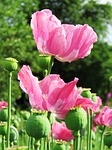 poppy opium plant pink seed capsule flower blossom stock photo