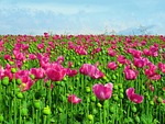 poppy field opium flower poppies capsule seed stock photo