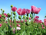poppy opium pink plant seed capsule flower poppies stock photo