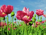 poppy opium field flower poppies plant meissner pink stock photo