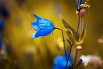 bellflower blue flower petals beautiful flowers wallpaper harebell stock photo