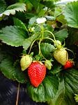 strawberry plant fruit green fruits stock photo