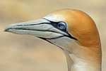 northern gannet bird animal nature close up new stock photo