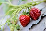 strawberries fresh 4k wallpaper 1920x1080 strawberry background laptop stock photo