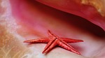 shell starfish maritime decorative decoration deco nature collect stock photo