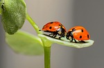 ladybugs insects pair ladybird beetles red dotted nature stock photo