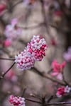 viburnum pink branch spring white winter-blooming nature ornamental stock photo