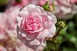 rose pink flower blossom bloom petals wallpaper flora stock photo