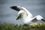 gannet sea bird yellow coast stock photo