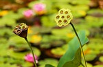 lotus seed pod plant seeds faded aquatic pond stock photo