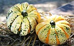 pumpkins gourds vegetables harvest organic produce thanksgiving autumn stock photo
