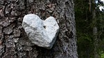 stone heart wood tree heartshaped rock romance nature stock photo