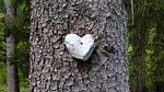 stone heart wood tree heartshaped rock romance nature stock photo