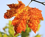 autumn leaf maple colors season fall close up stock photo