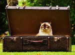 suitcase antique cat british shorthair fun pet curious stock photo