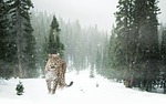 leopard snow winter forest portrait nature close up stock photo