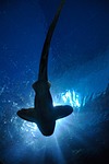 shark fish sea ocean underwater aquarium marine life stock photo