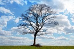 tree landscape nature bare branches countryside scenery scenic stock photo