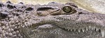 crocodile alligator teeth eye reptile animal predator nature stock photo