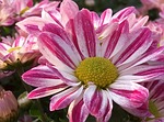 chrysanthemum daisy cosmos stock photo