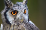 owl bird head eyes of prey raptor ave stock photo