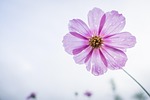 cosmos flower purple petals wallpaper bloom blossom flora stock photo