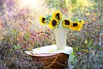 sunflowers vase flower background wallpaper bouquet flowers arrangement stock photo