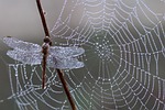 dragonfly dew spider web cobweb dewdrops water droplets stock photo