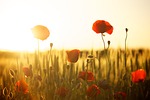 poppies field beautiful wallpaper sunset free dusk laptop stock photo