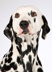 dog dalmatian animal portrait head breed attentive stains stock photo