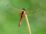 dragonfly insect macro wings winged odonata anisoptera entomology stock photo