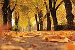trees avenue fall path mood outdoor autumn leaves stock photo
