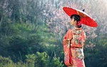 kimono woman umbrella parasol japanese culture traditional dress stock photo
