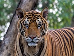 tiger wild cat feline beast animal world wilderness stock photo