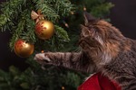 cat animal christmas tree ornaments playful decorations pet stock photo