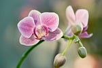 orchid blurred background nature flower plant bloom wallpaper stock photo