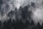 fir trees fog forest conifers coniferous conifer woods stock photo