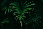 leaves nature plant fern green foliage fronds botany stock photo