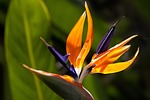 flower bird of paradise garden crane background wallpaper stock photo