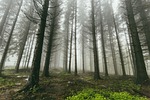fog forest trees nature woods bare trunks tree stock photo