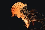 jellyfish animal underwater sea jelly cnidaria marine life stock photo